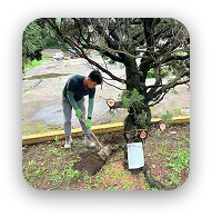 菖曜園藝專業園藝服務實景